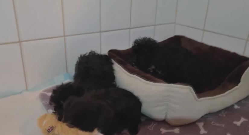 Terápiás kutyák lehetnek a mentett kiskutyák