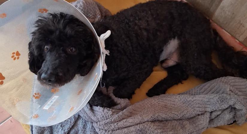 Sikeres volt a műtét: Charlie, a nyugdíjas mentőkutya már otthon lábadozik