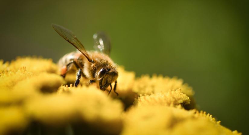 Megjelent a szörnyű betegség, el kell pusztítani több méhcsaládot