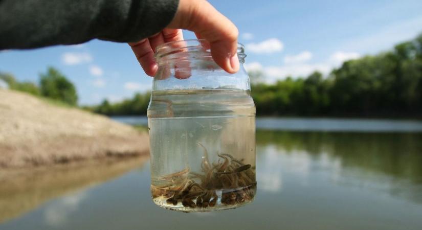 Újra erősítik a Tisza élővilágát: több tízezer hal került a folyóba