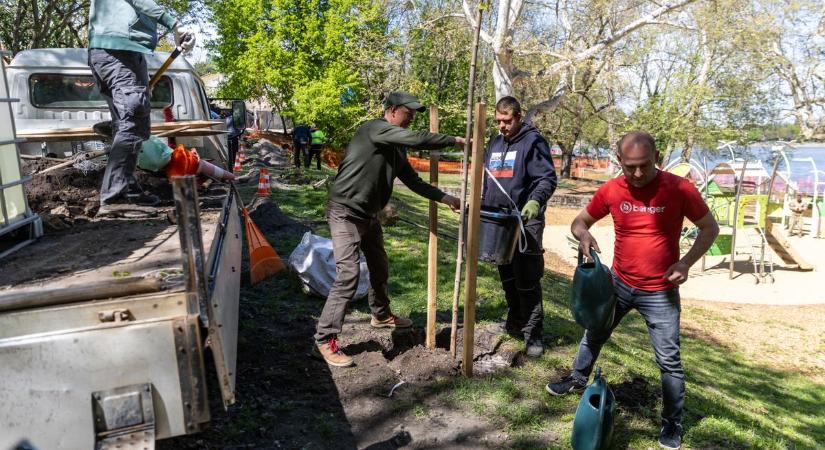 Közös zöld akció Tatán: fákat ültettek és idős óriásokat mentettek a Föld napján videó