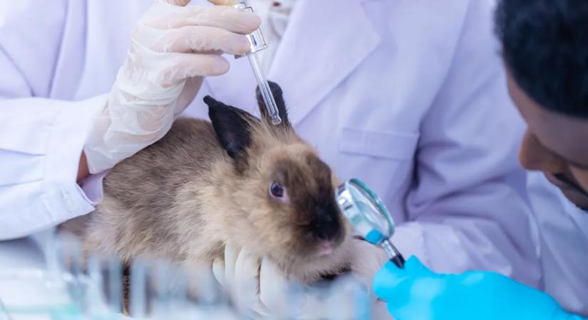 Te megkínoznál egy kisállatot a kedvenc testápolód miatt? Így vásárolj állatbarát módjára