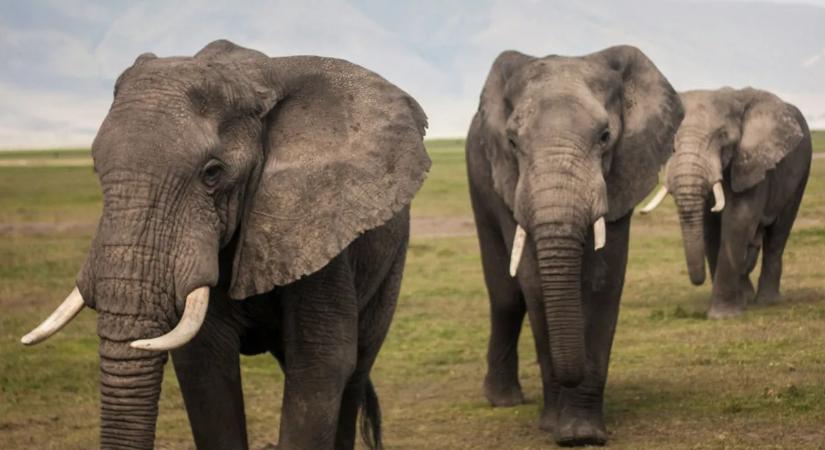 Brutális halál: elefántok taposták halálra a milliomos vadászt