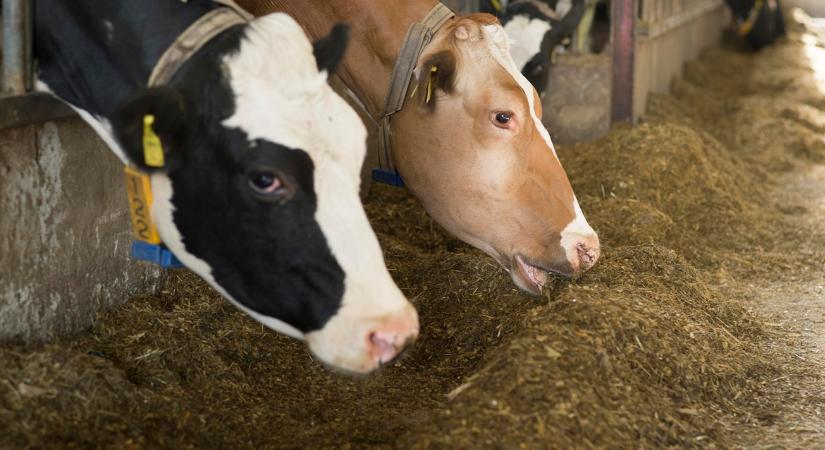 Takarmány-csapda: rovarliszt és állati fehérje törheti meg a szója egyeduralmát