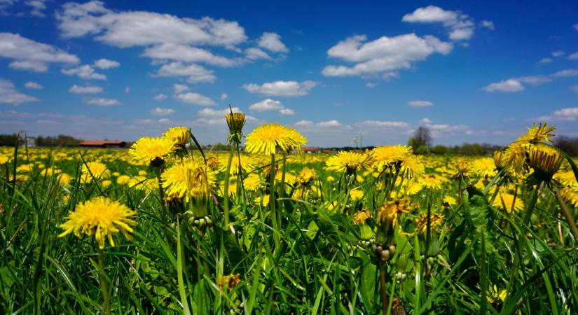 Veszélyben lehetnek az állatok itthon: így védené meg őket ez a vállalat