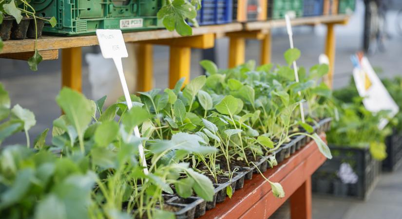 Palántaszezon Győrben: bőséges kínálat és élénk piaci élet a tavasz jegyében