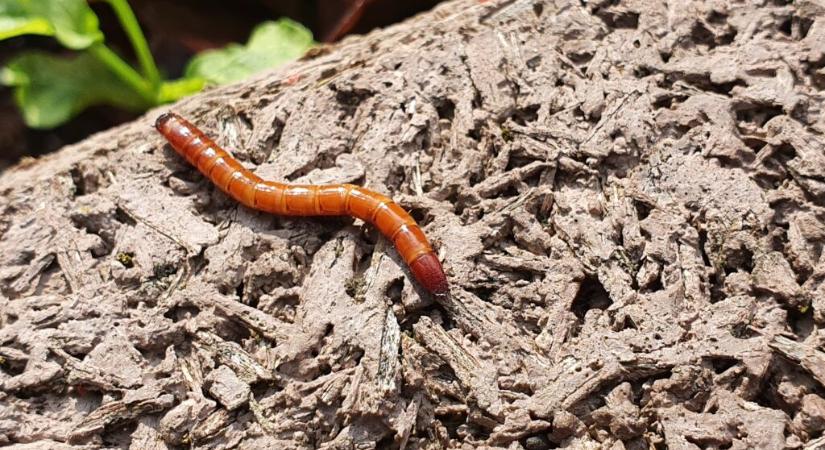 Talajlakó kártevők ellen, Zsigó György tanácsai a sikeres védekezéshez