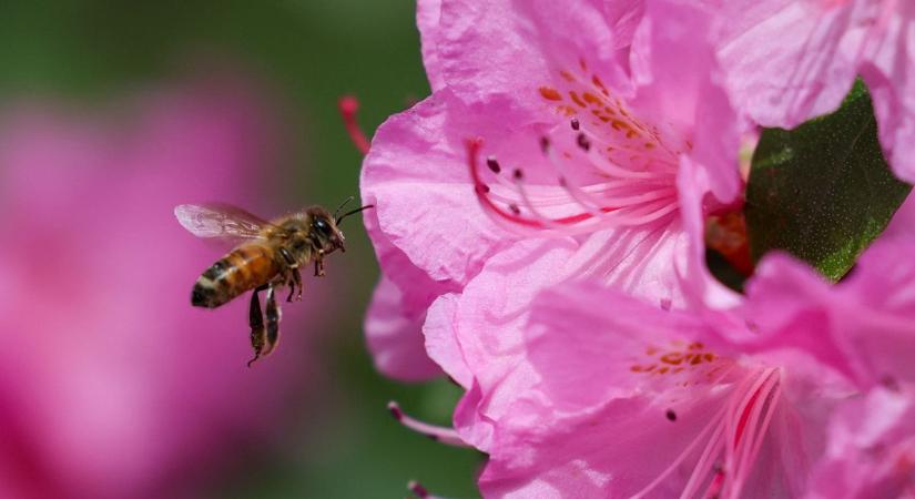 Veszélyes fertőzés ütötte fel a fejét Tiszaföldváron, gyorsan terjed, és nincs rá gyógymód