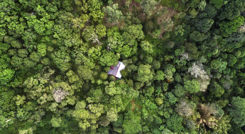Nem kopnak el az emlékeink, csak benövi a dzsungel