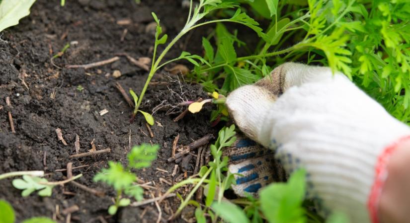 Gyomirtás régen és ma: az acatoló titkos története