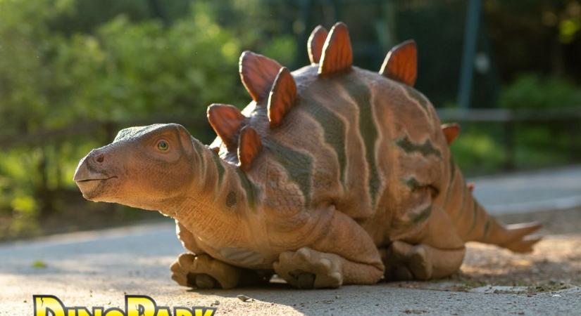Dínó sétálgat a Köki tetején? - a DinoPark életre keltett egy Sztegoszauruszt!