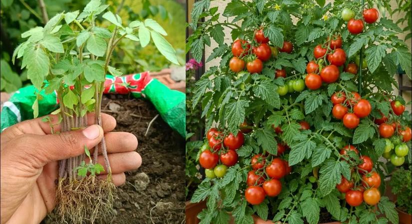 A legtöbb magyar ezt a 3 dolgot rontják el – ezért nem lesz ízes és zamatos a paradicsom