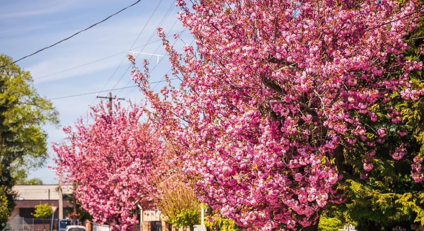 Kellemes tavaszi idő, de időnként feltámad a szél