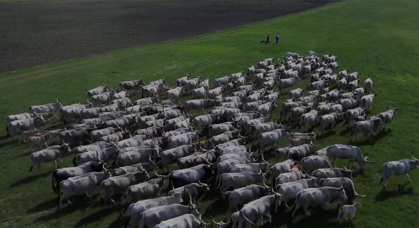 Ma lesz a kihajtási ünnep, íme egy látványos előzetes videó