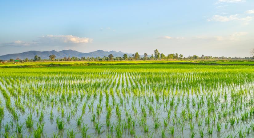 Hangokkal lehet a növények növekedését gyorsítani