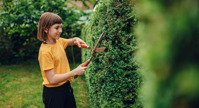 Gyorsan nő, virágos és strapabíró – 5 gyönyörű sövénynövény, ami nemcsak takar, hanem díszít is