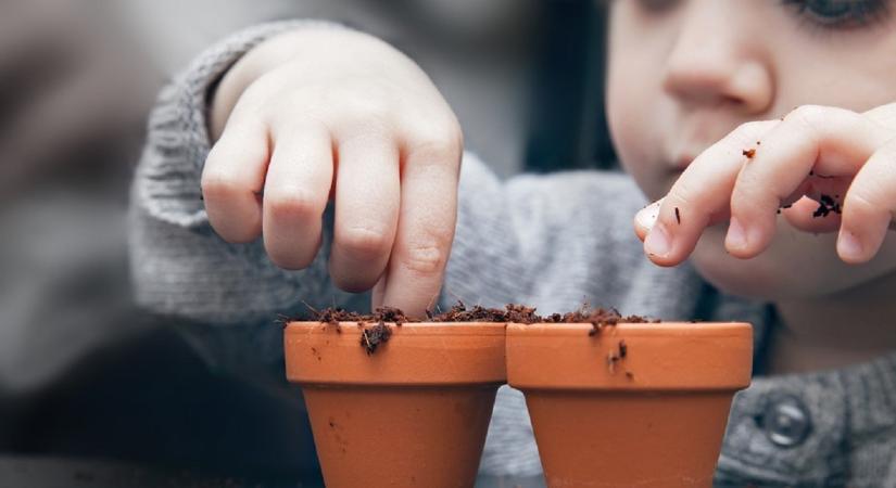 Ezért lehet veszélyes egy hétköznapi növény a kertedben