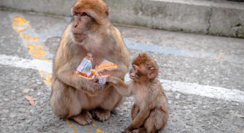 Furcsa szokást figyeltek meg a gyorskaján élő gibraltári makákóknál