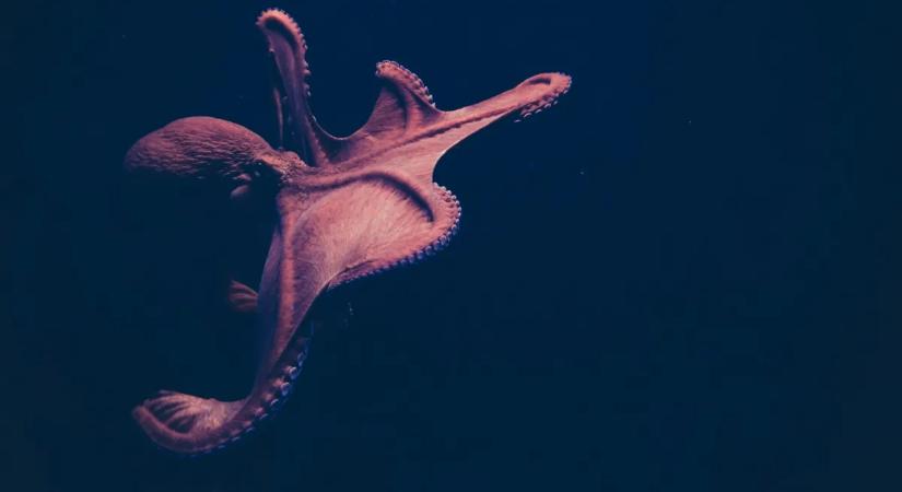 Krákenek uralhatták az ősi tengereket? Meglepő felfedezés született