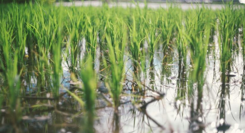 Gyorsabban csíráznak a magok, ha az eső hangját „hallgatják”