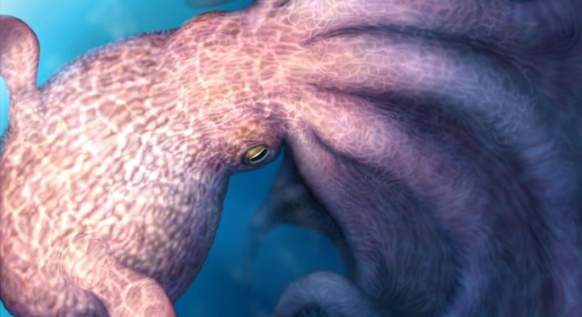 19 méteres óriáspolipokat fedeztek fel Japánban