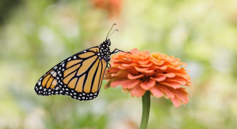 Ebben a kvízben csak virágokat kell felismerni képek alapján, de most nehezítettünk – II. felvonás