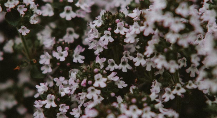 Emésztési problémákra, torokfájásra és körömgombára is gyógyír a 2026-os Év Gyógynövénye