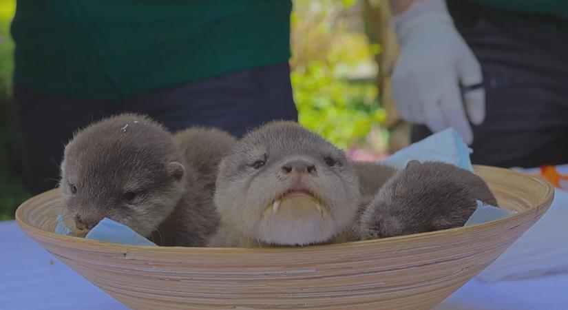 Cukiságbomba Nyíregyházán: először vizsgálták meg a vidrakölyköket