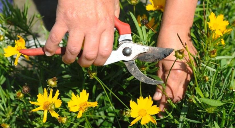 Jól gondold át, hogy akarod-e a kertedbe! Listán a TOP 10 kiirthatatlan növény