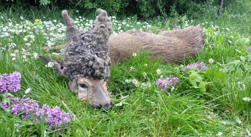 Felrobbant a somogyi kilövés miatt – ritka mutáns bukkant fel, a vadászok ünnepelnek, a laikusok őrjöngenek