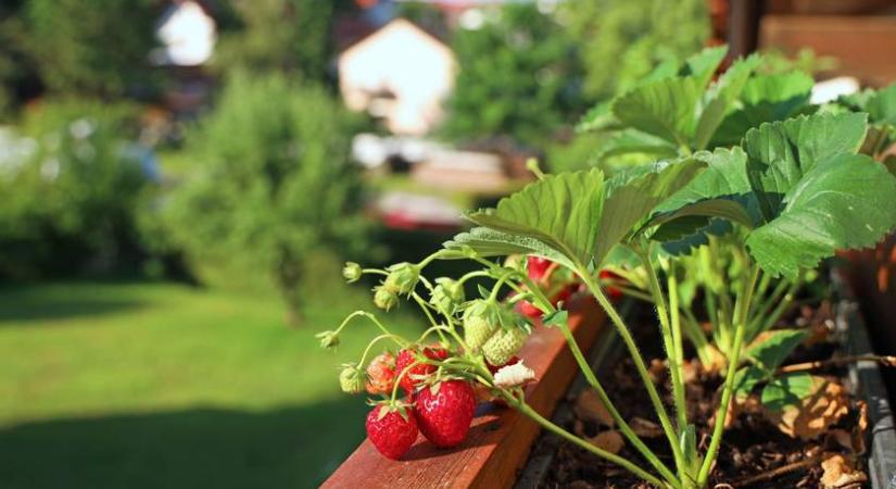 Az erkélyen is szüretelhetsz roppanós epret: 5 dolog, amire figyelj a gondozásánál