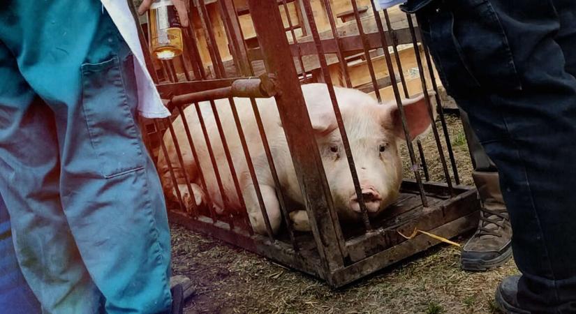 Disznóölés mint vásári mulatság: A böllérfesztiválok kegyetlen gyakorlatának betiltását követelik