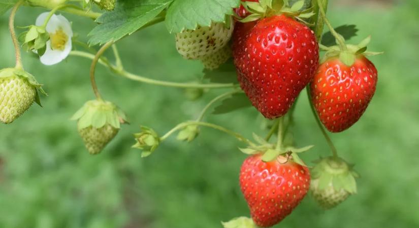 Már most elszállt a magyar eper ára – ennyit kérnek kilójáért