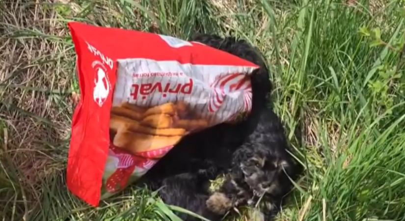 Szatyorban raktak ki négy kutyakölyköt, terápiás kutya lehet belőlük
