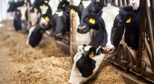 Agrárközgazdasági Intézet: a nyerstej és a vágósertés ára csökkent, a tojás drágult márciusban