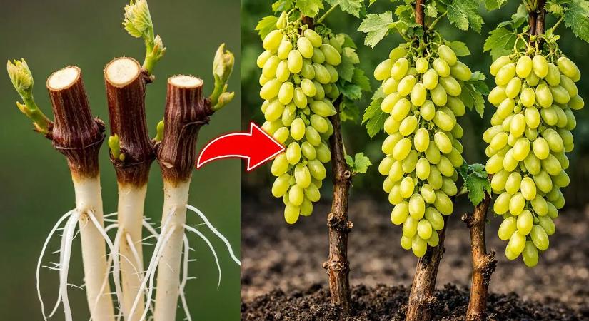 Ha ezt nem tudod, ne is kezdj szőlőt metszeni – súlyos hibák, amiket sokan elkövetnek