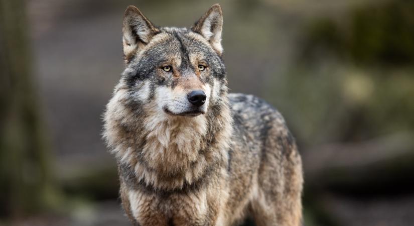 Mestersége intelligenciával generált farkas okozott felfordulást, rendőrkézen az elkövető