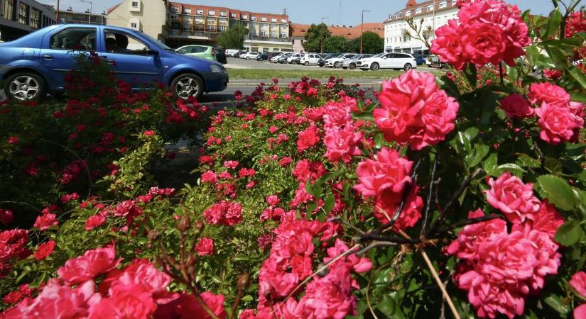 Íme 4 hasznos trükk, hogy szép és egészséges legyen a rózsád – próbáld ki te is!