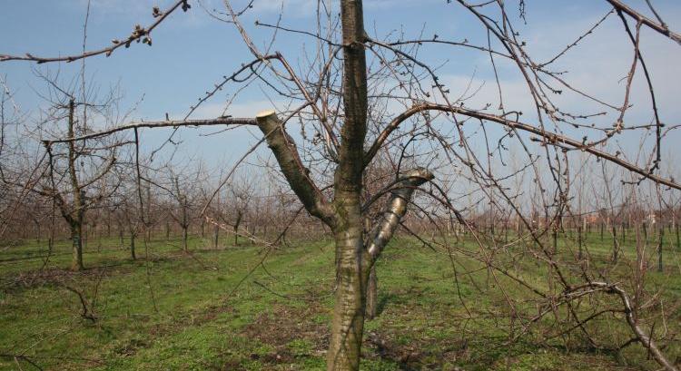 Megújíthatjuk idős gyümölcsfáinkat?