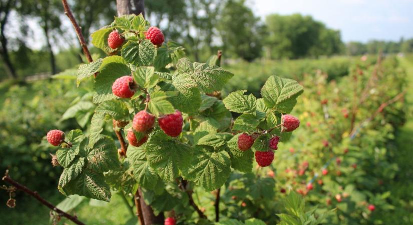 Málna metszése: mikor és hogyan érdemes elvégezni tavasszal?