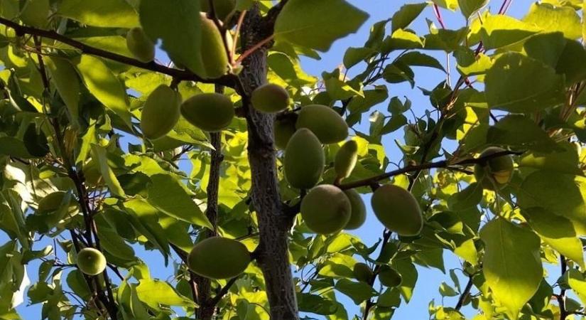 A hajnali fagyok miatt izgultak a gazdák – ilyen lesz az idei sárgabaracktermés