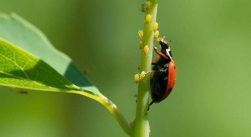 Felejtsd el a vegyszert! A konyhád rejti a filléres megoldást a kert kártevői ellen