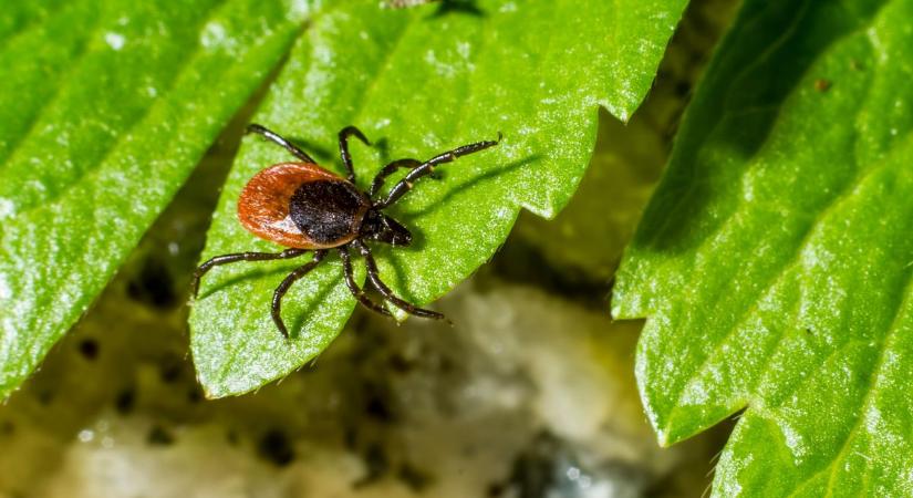 Korábban és több helyen jelennek meg a kullancsok, mint ahogy megszoktuk