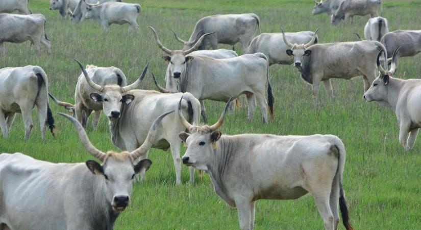 Indul a legeltetési szezon: megtelt a hortobágyi vásártér a Kihajtási Ünnepen