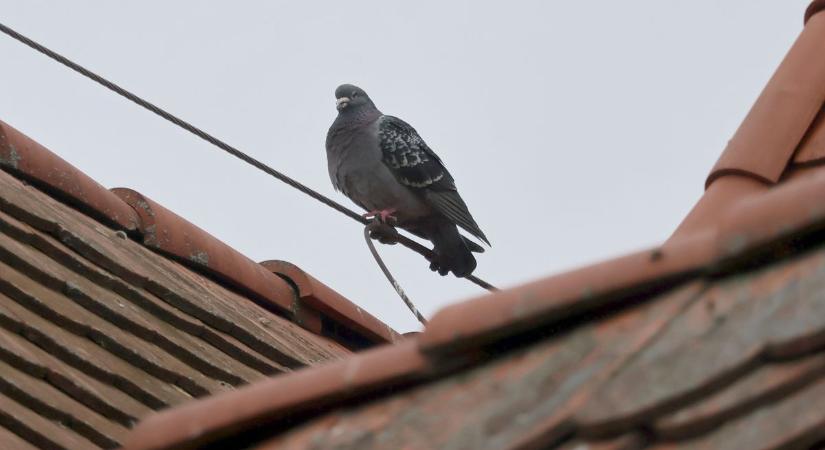 Megvan a megoldás! Így szabadulhatnak meg a galamboktól a város lakói