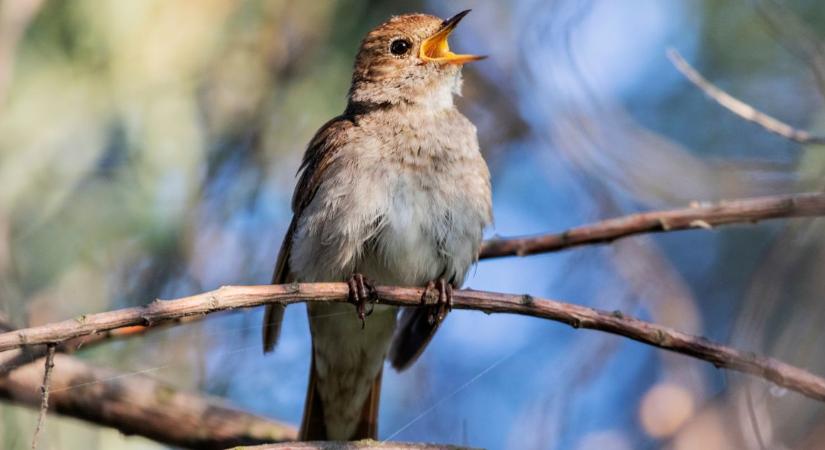 Márk napja a néphagyományban: mit üzen a fülemüle?