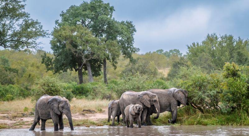Milliomos vadászt tiport halálra az elefántcsorda