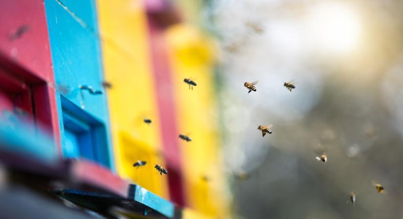 Szörnyű betegség jelent meg Magyarországon: elrendelték a zárlatot