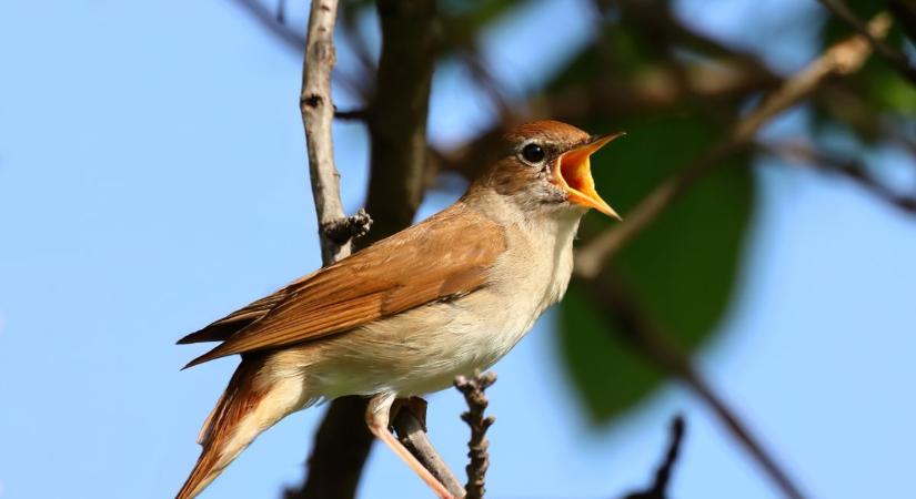 Ma eldőlhet, milyen lesz a tavasz: mit mond a Szent Márk napi népi jóslat?