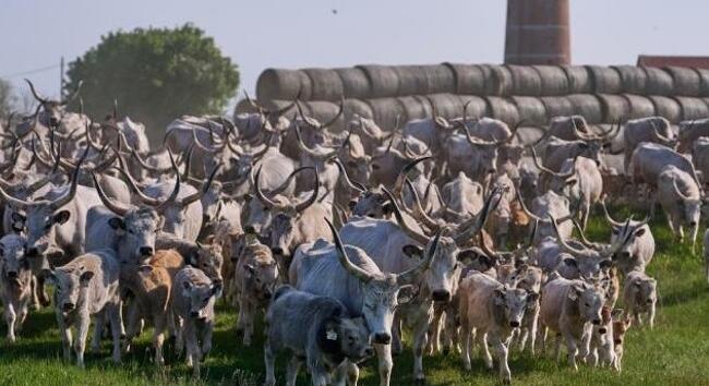 Szent György-nap - Kézművesvásár és világörökségi pusztanap a Hortobágyon